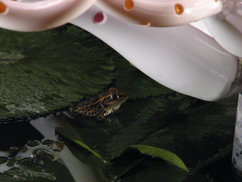 Frog Under Glass